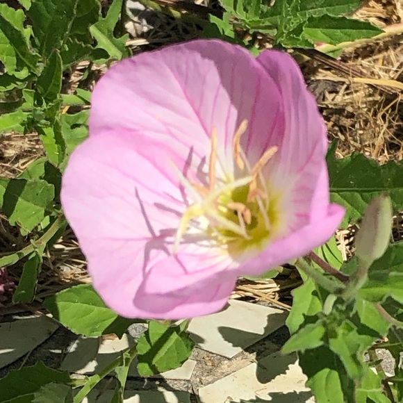 perlita2015